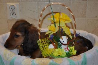 Jamnik d�ugow�osy